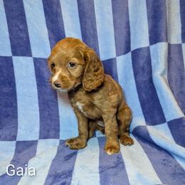 Gaia - Red female Cockapoo puppy in Sunset, Louisiana from Cano Cockapoos