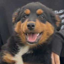 Raven - Black tri female Toy Australian Shepherd puppy in Amarillo, Texas from Duclops Ranch Aussies