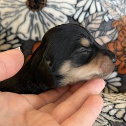 Girl 3 - Black and cream female Dachshund puppy in Stamford, Texas from West Texas Miniature Dachshunds