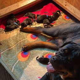 Rottweiler puppies from Mountain High Kennels