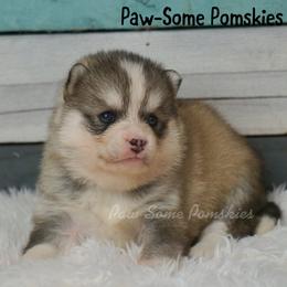 Taffy - Silver female Pomsky puppy in Krum, Texas from Paw-Some Pomskies