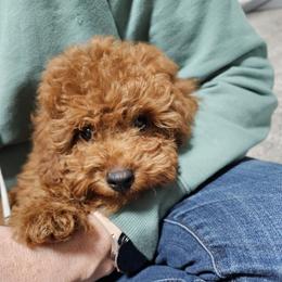 Poodle Puppies from Caboodles Of Poodles