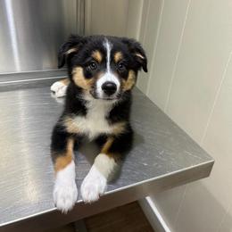 Miniature Australian Shepherd and Toy Australian Shepherd Puppies from Beasley Acres Aussies