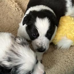 Border Collie Puppies from Roaring River Border Collies