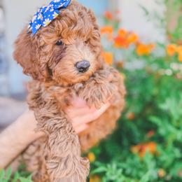 Poodle Puppies from Nystrom Clan Pups