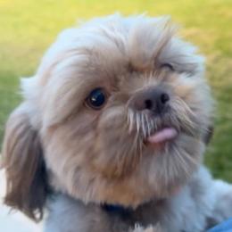 Shih Tzu All Grown Up from I Shih Tzu not Puppies of the Gulf Coast