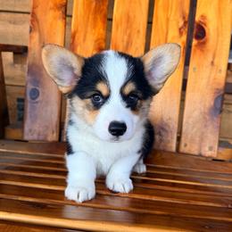 Blaze - Black and tan male Pembroke Welsh Corgi puppy in El Dorado Springs, Missouri from Trixie Dixie