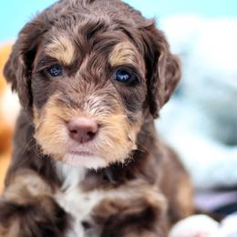 English Springer Spaniels and Springerdoodles from Family Raised Doodles