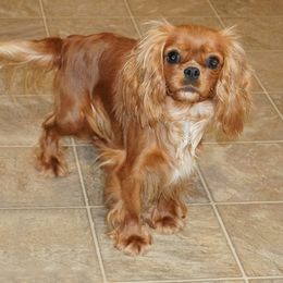 Little red - Cavalier King Charles Spaniel