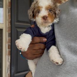 Twix - Chocolate merle male Bernedoodle puppy in Richmond, Texas from Harper’s Heartbeats