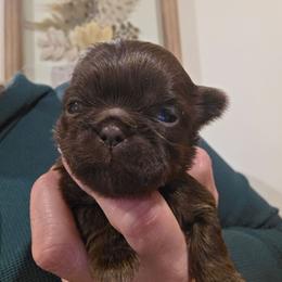 Tracy - Liver female Shih Tzu puppy in Carrollton, Ohio from Becker Hollow