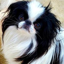 Casanova - Japanese Chin