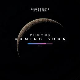 BMF - Blue merle female Australian Shepherd puppy in Lexington, Nebraska from Osborne's Aussies