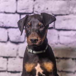 Sky Blue - Black and rust female Doberman Pinscher puppy in Shelby, North Carolina from IronBee Dobermans