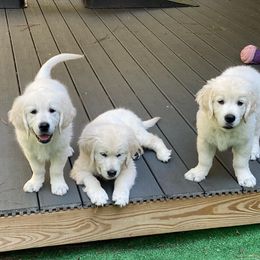 Golden Retriever Puppies from Smokey Mountain English Goldens