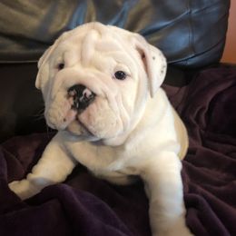 Bulldog Puppies from Black Creek English Bulldogs