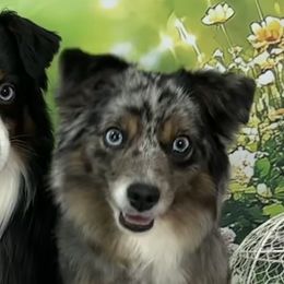 Miniature American Shepherds, Miniature Australian Shepherds, and Toy Australian Shepherds from Corner Oak Aussies