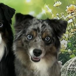 Miniature American Shepherds, Miniature Australian Shepherds, and Toy Australian Shepherds from Corner Oak Aussies