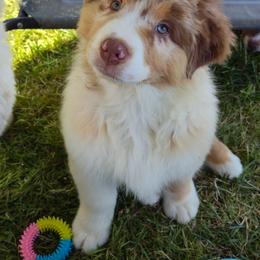 Blue Collar - Red merle male Australian Shepherd puppy in North Jackson, Ohio from Shadowood Australian Shepherds
