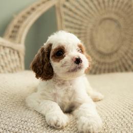 Dooney - Blenheim male Cavapoo puppy in Ashland, Kentucky from Still Waters Farm