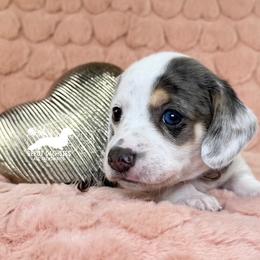Spot AKC - Black and cream male Dachshund puppy in South Easton, Massachusetts from Depot Dachsies