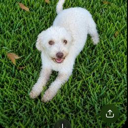 Hazel - Goldendoodle