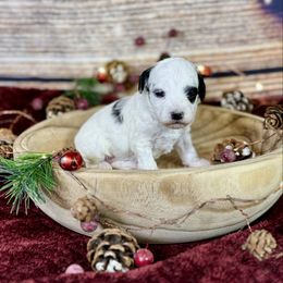 Light Fury - Parti female Goldendoodle puppy in Haltom City, Texas from Ohana Doodles