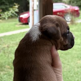 Delilah- girl - Fawn female Boxer puppy in Evington, Virginia from Buffalo Creek Boxers