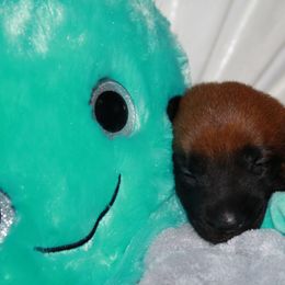 Belgian Malinois Puppies from Pyrex Kennels