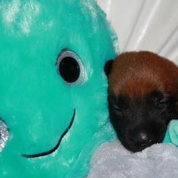 Belgian Malinois Puppies from Pyrex Kennels