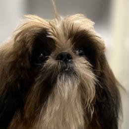 Dream - Shih Tzu
