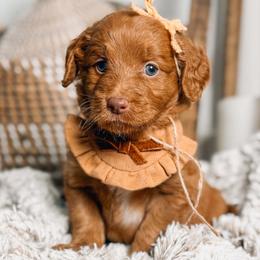 SALLY - Red  female Goldendoodle puppy in Iola, Texas from Supreme Doodles of Texas