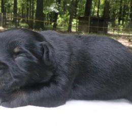 Stitch - Black tri-color male Australian Shepherd puppy in Macon, Georgia from Shaina’s Shepherds