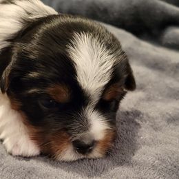 Biewer Terrier Puppies from Dignity Farms