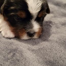 Biewer Terrier Puppies from Dignity Farms