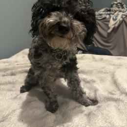 Shichon puppies from Great Lakes Teddy Bear Dogs