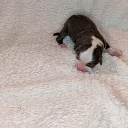 Penelope - Red tri female Toy Australian Shepherd puppy in Lakeland, Florida from Under the Oak Aussies