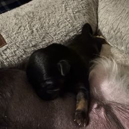 Boy number 3 - Black and tan male Yorkshire Terrier puppy in Elizabeth, Indiana from Dwayne’s Yorkshire Terriers