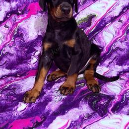 Yellow - Black and rust male Doberman Pinscher puppy in Louisville, Kentucky from Ruiz Dobermans