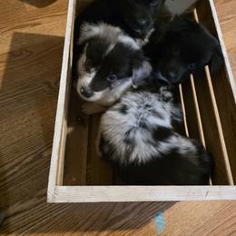 Australian Shepherd Puppies from WildBloom Australian Shepherds