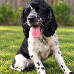 Stormy - Cocker Spaniel