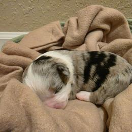 Covie - Blue merle female Miniature American Shepherd puppy in Bristol, Tennessee from Riverstone Aussies