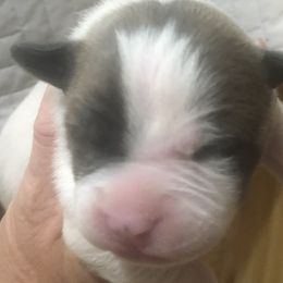 Boy 1 - American Bulldog puppy in Raeford, North Carolina from Muskoka Strong American Bulldogs