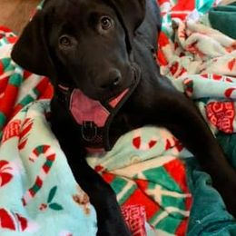 Labrador Retrievers from Moore Pointing Labradors