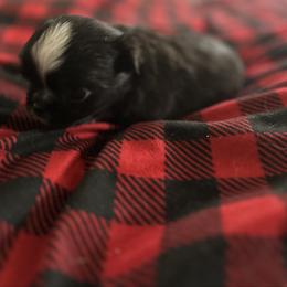 Boots - Black and white male Chihuahua puppy in Breese, Illinois from Casey's Chihuahuas