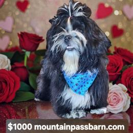 Blue Boy - Black and white male Shih Tzu puppy in Troutville, Virginia from Mountain Pass Barn