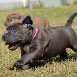 Ruth - Blue brindle female American Bully puppy in Easton, Maryland from Night Court Bullies