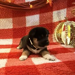 Oreo - Black and tan male Shiba Inu puppy in Meridian, Idaho from Anko Shibas