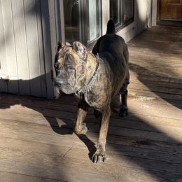 Doja - Cane Corso