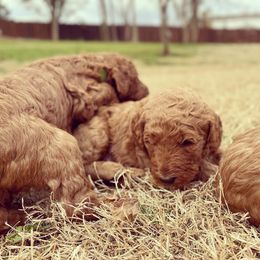 Goldendoodle Puppies from Janna Butler's Goldendoodles
